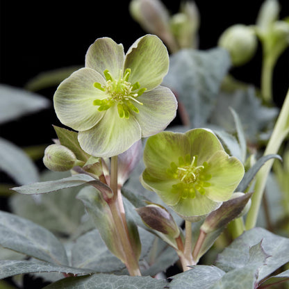 Buitenplant 2x Helleborus sternii 'Silver Dollar' - Groenblijvend Bloeiend - Pot Ø 14cm Hoogte ↕ 35cm