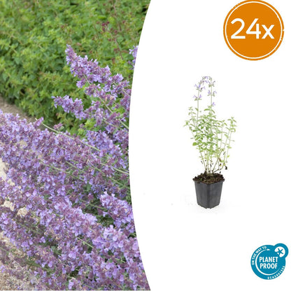 Buitenplant 24x Nepeta 'Walker's Low' - Bloeiend - Pot Ø 9cm Hoogte ↕ 10-25cm