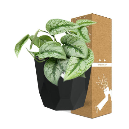 Kamerplant - Scindapsus Pictus 'Trebie' - Hangplant - Pot Ø 14cm