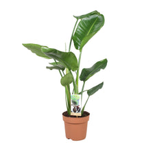 Kamerplant - Strelitzia Nicolai - Pot Ø 17cm Hoogte ↕ 60cm