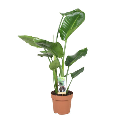 Kamerplant - Strelitzia Nicolai - Pot Ø 17cm Hoogte ↕ 60cm