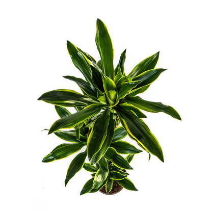 Kamerplant - Dracaena Fragrans Golden Coast - Luchtzuiverend - Pot Ø 24cm Hoogte ↕ 130-150cm