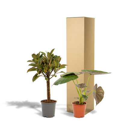 Kamerplant - Ficus Elastica Melany (↕85cm) + Alocasia Wentii (↕60cm) - Combi