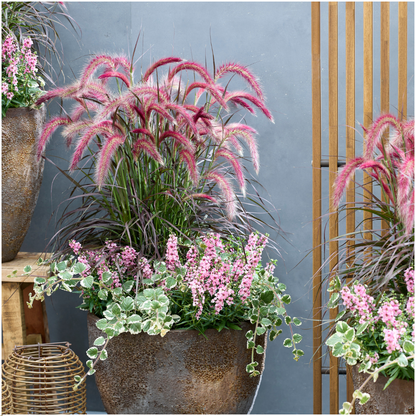 Buitenplant 2x Pennisetum 'Tiny Tails' - Pot Ø 19cm Hoogte ↕ 40-50cm