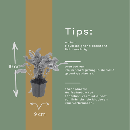Buitenplant 12x Asplenium scolopendrium - Schaduwvaren - Pot Ø 9cm Hoogte ↕ 10-25cm