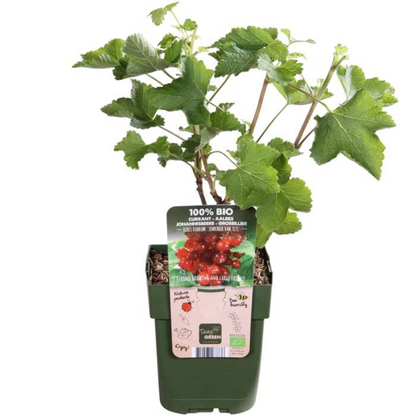 Buitenplant 6x Biologische Kruisbessenplant - Pot Ø 13cm Hoogte ↕ 20cm