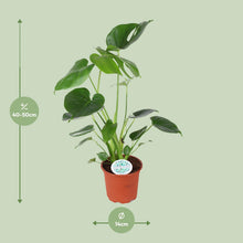 Kamerplant - Monstera Deliciosa - Pot Ø 14cm Hoogte ↕ 45cm