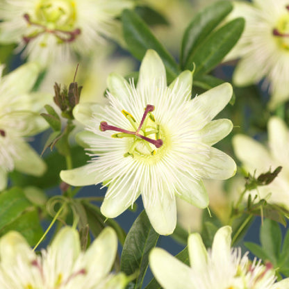 Buitenplant 2x Passiflora Avalanche - Bloeiend - Pot Ø 11cm Hoogte ↕ 40cm