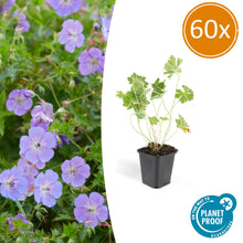 Buitenplant 60x Geranium Rozanne - Bloeiend - Pot Ø 9cm Hoogte ↕ 10-25cm