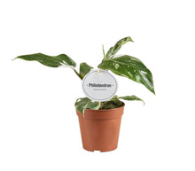 Kamerplant - Philodendron White Princess B Grade - Pot Ø 12cm Hoogte ↕ 30cm