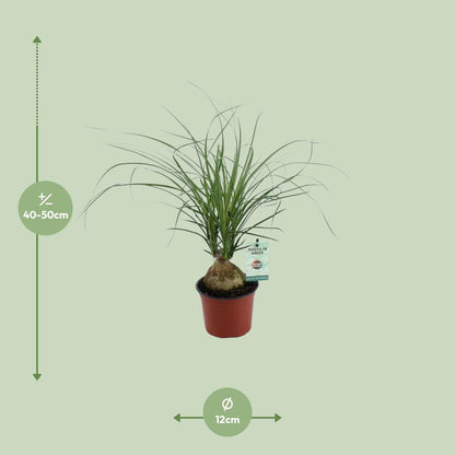 Kamerplant - Beaucarnea Nolina Recurvata - Pot Ø 12cm Hoogte ↕ 45cm