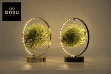 Kamerplant 2x Tillandsia Led Edition Mix - Pot Ø 11cm Hoogte ↕ 23cm