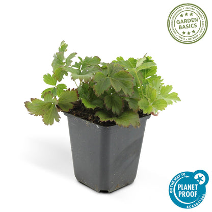 Buitenplant 24x Waldsteinia ternata - Pot Ø 9cm Hoogte ↕ 10-25cm