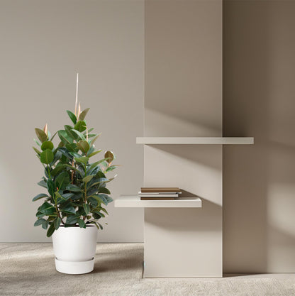 XL Kamerplant - Ficus Robusta vertakt - Pot Ø 38cm Hoogte ↕ 150cm