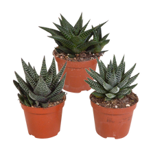 Kamerplant 3x Gasteria/Haworthia mix - Ø 8,5cm - zonder pot