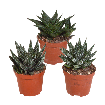 Kamerplant 3x Gasteria/Haworthia mix - Ø 8,5cm - zonder pot
