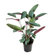 Kamerplant - Ctenanthe Setosa - Pot Ø 17cm Hoogte ↕ 60cm