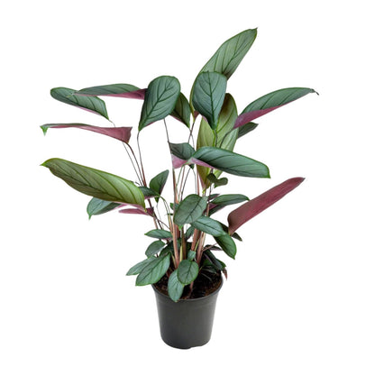 Kamerplant - Ctenanthe Setosa - Pot Ø 17cm Hoogte ↕ 60cm