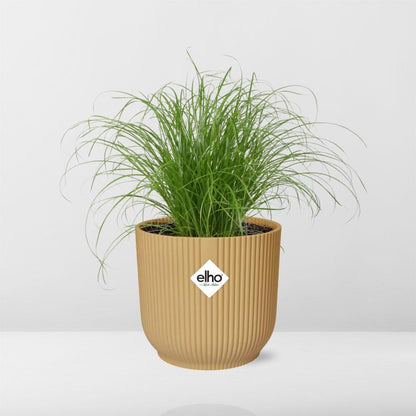 Kamerplant - Cyperus Alternifolius Zumula - Pot Ø 14cm