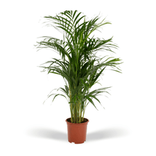 Kamerplant - Areca Palm - Pot Ø 17cm Hoogte ↕ 70cm