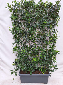Buitenplant - Photinia fraseri 'Red Robin' - Kant-en-Klaar Haag 120 x 180cm