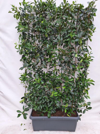 Buitenplant - Photinia fraseri 'Red Robin' - Kant-en-Klaar Haag 120 x 180cm