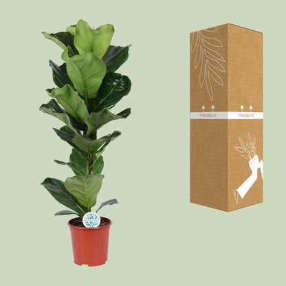 Kamerplant - Ficus Lyrata - Pot Ø 21cm Hoogte ↕ 90cm