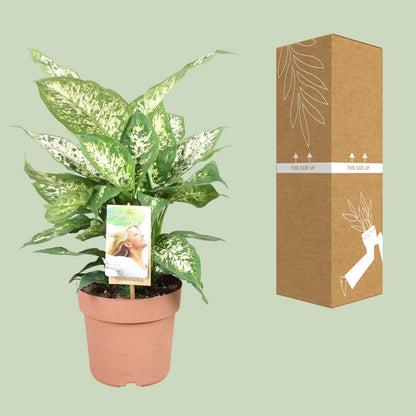 Kamerplant - Dieffenbachia Compacta - Pot Ø 17cm Hoogte ↕ 45cm