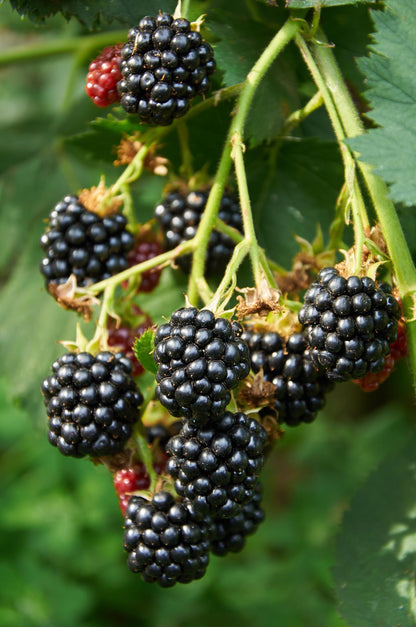 Buitenplant 3x Rubus mix - Bloeiend - Pot Ø 13cm Hoogte ↕ 45cm