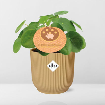 Kamerplant - Pilea Peperomioides - Pot Ø 14cm