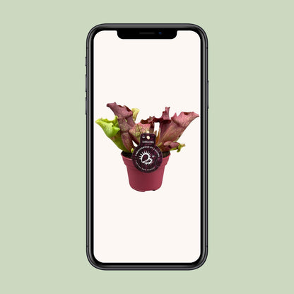 Kamerplant - Sarracenia - Pot Ø 12cm Hoogte ↕ 20cm