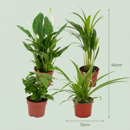 Kamerplant - Luchtzuiverende Kamerplanten Mix - Luchtzuiverend - Pot Ø 12cm Hoogte ↕ 30-40cm
