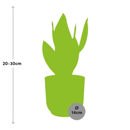 Kamerplant - Sansevieria Futura Superba - Pot Ø 14cm