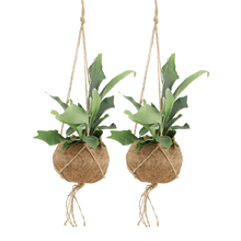 Kamerplant 2x Kokodama Platycerium - Hertshoornvaren - Pot Ø 15cm Hoogte ↕ 35cm