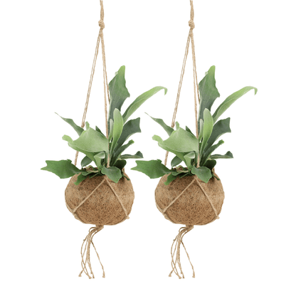 Kamerplant 2x Kokodama Platycerium - Hertshoornvaren - Pot Ø 15cm Hoogte ↕ 35cm
