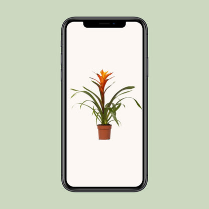 Kamerplant - Guzmania Variada - Pot Ø 12cm Hoogte ↕ 50cm