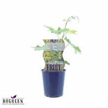 Buitenplant - Vitis Bianca (Witte druif) - Pot Ø 12cm Hoogte ↕ 30cm