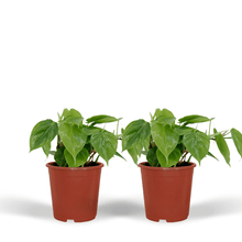 Kamerplant 2x Philodendron Scandens - Pot Ø 12cm Hoogte ↕ 15cm