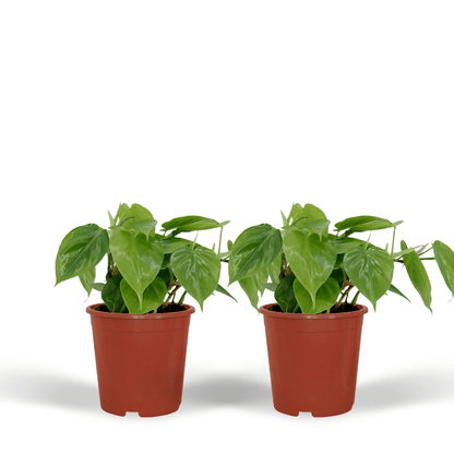Kamerplant 2x Philodendron Scandens - Pot Ø 12cm Hoogte ↕ 15cm