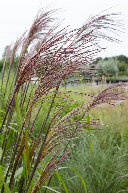 Buitenplant - Miscanthus sinensis Ferner Osten - Pot Ø 19cm Hoogte ↕ 50cm
