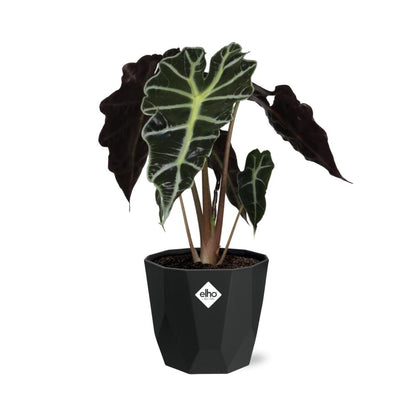 Kamerplant - Alocasia 'Polly' - Pot Ø 14cm