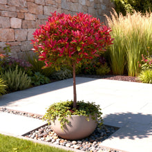 Buitenplant - Photinia fraseri 'Carre Rouge' op Stam - Winterhard - Pot Ø 19cm Hoogte ↕ 90cm