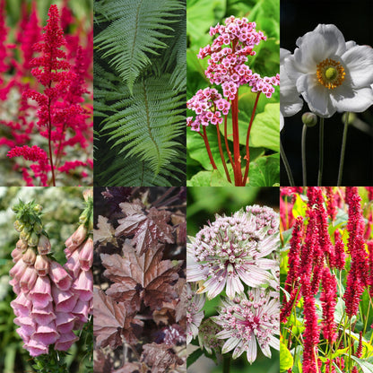 Buitenplant 24x Borderpakket Schaduw - Vaste planten - Pot Ø 11cm Hoogte ↕ 10-25cm