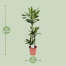 XL kamerplant - Dracaena Janet Lind - Pot Ø 24cm Hoogte ↕ 130cm