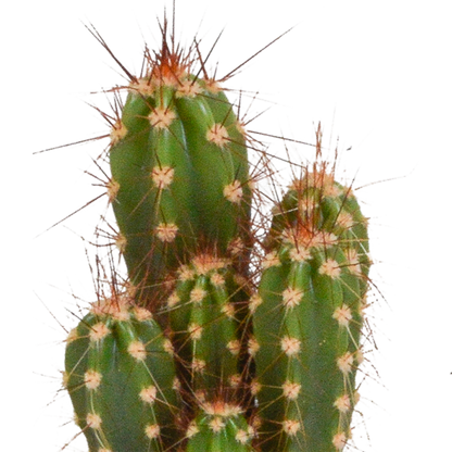 Kamerplant 10x Cactus Mix - Zonder pot - Pot Ø 5.5cm