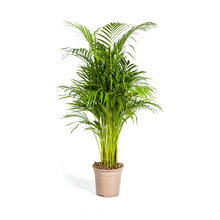 XL kamerplant - Dypsis Areca Lutescens - Pot Ø 21cm Hoogte ↕ 100-120cm