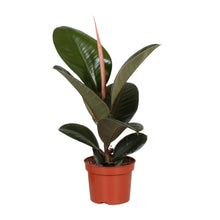 Kamerplant - Ficus Elastica Robusta - Pot Ø 12cm Hoogte ↕ 35cm