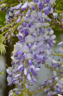 Buitenplant 2x Wisteria sinensis 'Caroline' - Bloeiend - Pot Ø 15cm Hoogte ↕ 65cm