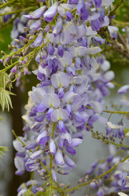 Buitenplant 2x Wisteria sinensis 'Caroline' - Bloeiend - Pot Ø 15cm Hoogte ↕ 65cm