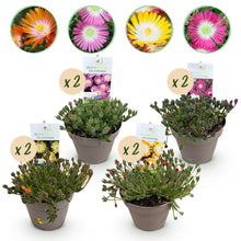 Buitenplant 8x Delosperma Jewel of Desert - Winterhard - Pot Ø 14cm Hoogte ↕ 17cm